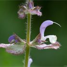 Muskatellersalbei (Salvia sclarea).