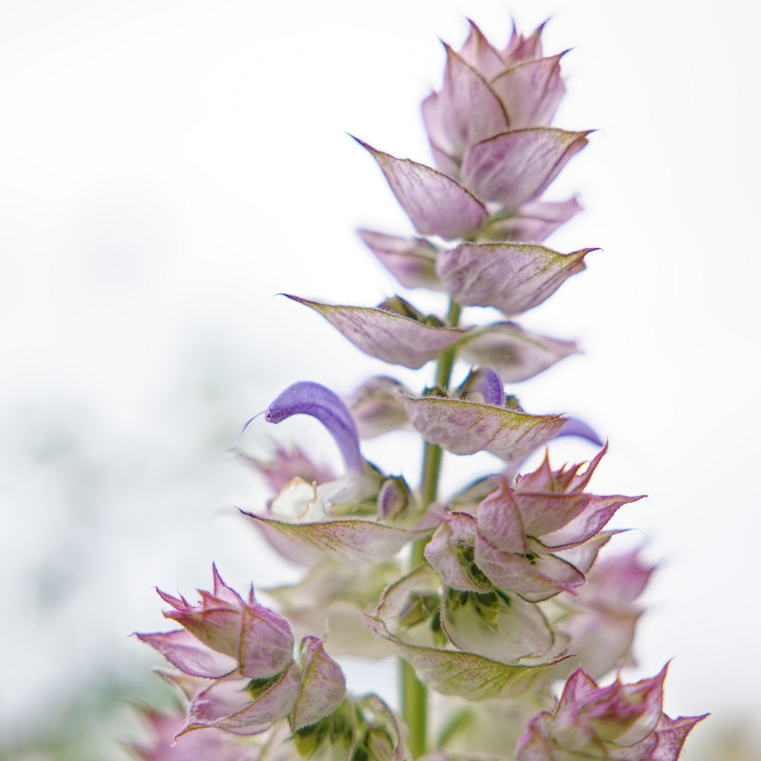 Muskatellersalbei (Salvia sclarea)