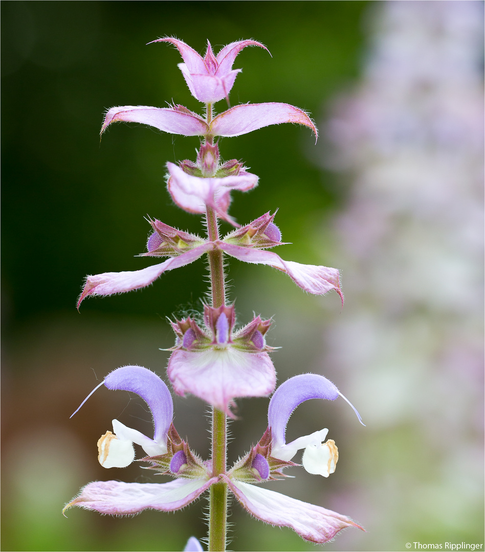 Muskatellersalbei (Salvia sclarea) ...