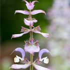 Muskatellersalbei (Salvia sclarea) ...