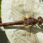 Muskelapparat der Gemeinen Heidelibelle - Weibchen