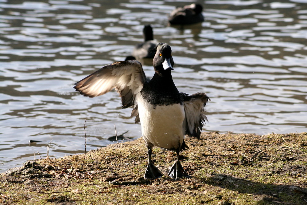 Muskelposing