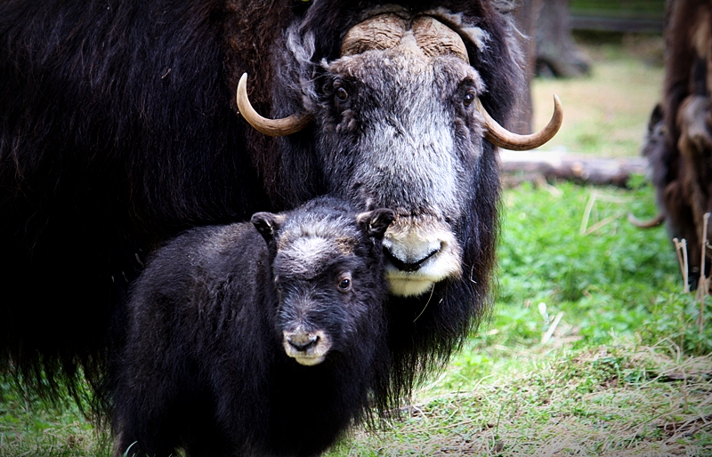 Muskox