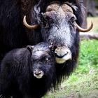 Muskox