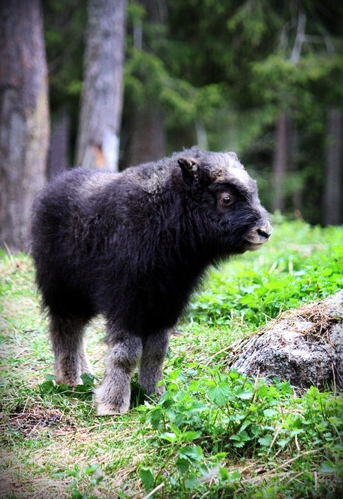 Muskox calf