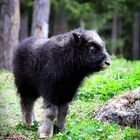 Muskox calf