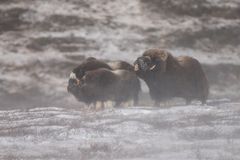 Muskox family