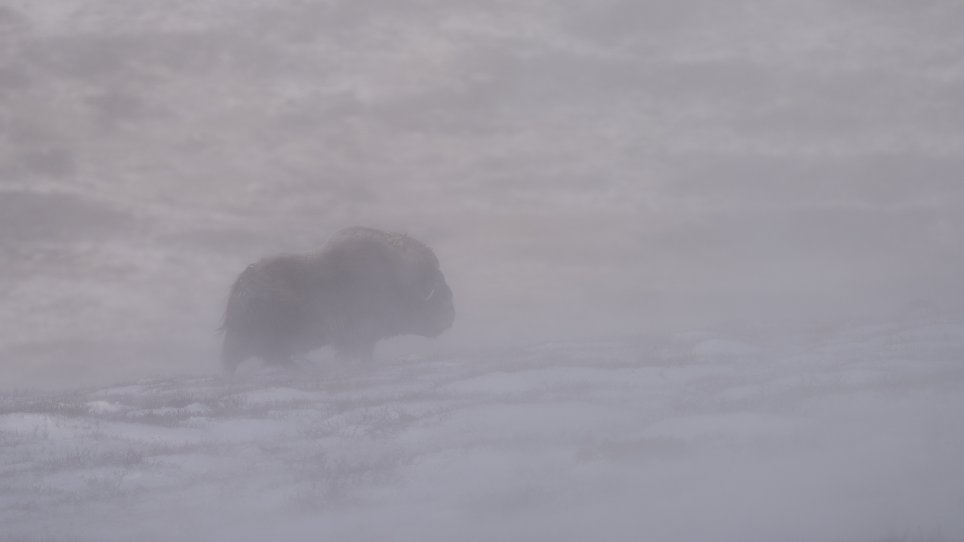 Muskox in blizzard