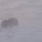 Muskox in blizzard