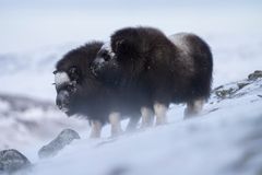 muskoxen affection