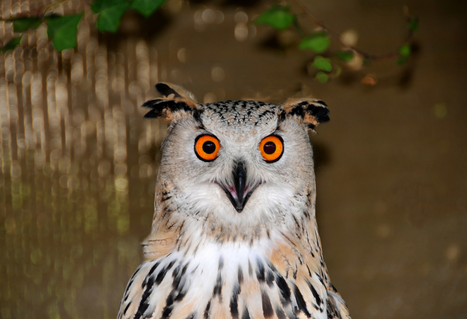 MUSOL Imagen & Foto | animales, aves, naturaleza Fotos de ...