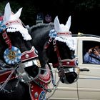 Muss das sein? Dass affig geschmückte Pferde schwere Wagen durch Lärm und Abgase ziehen?