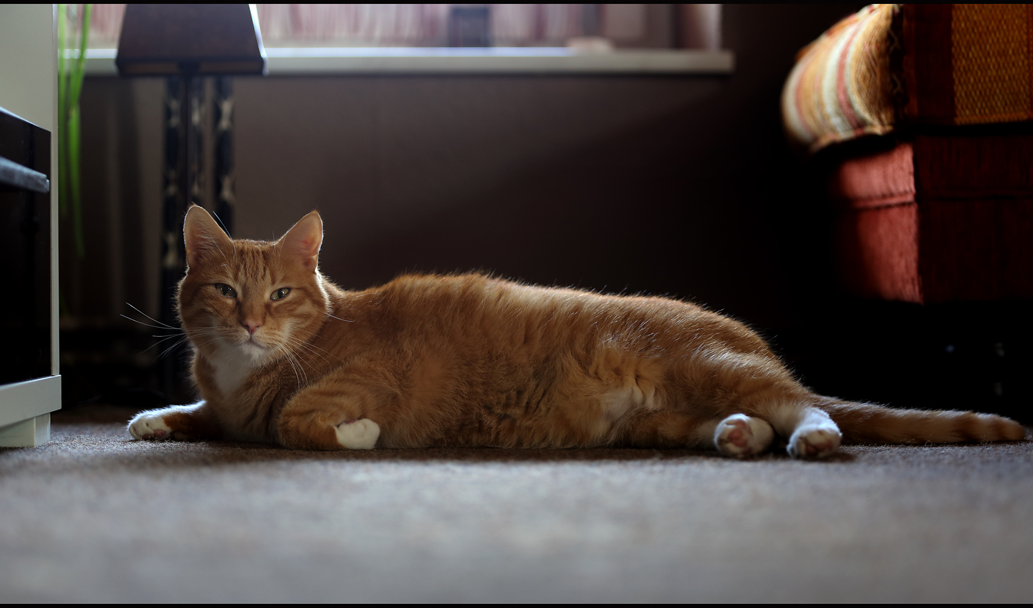 Muss die Katze würgen,sind Teppich oder Couch unverzüglich zu räumen