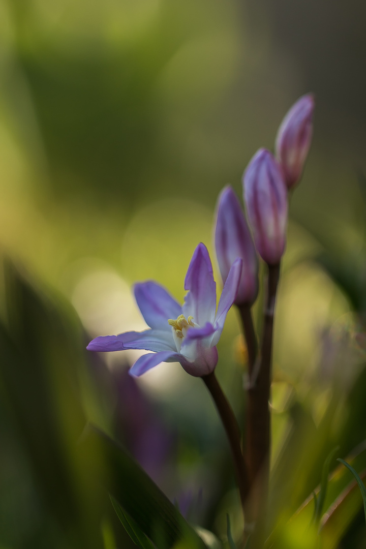 Muß eine Art von Krokus sein ?