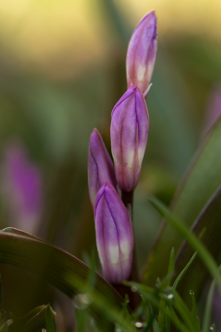 Muß eine Art von Krokus sein ?