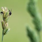 "Muss es immer MAKRO sein"?