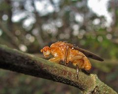 Muß ich alles schön finden? Eine Gelbe Dungfliege