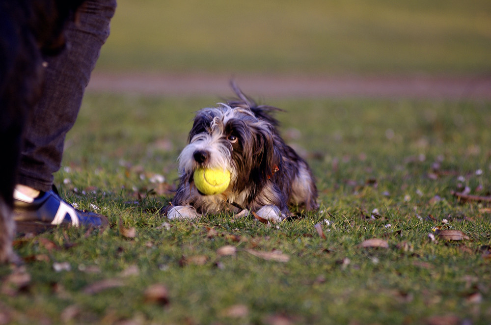 Muß ich den Ball wirklich abgeben...???