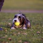 Muß ich den Ball wirklich abgeben...???