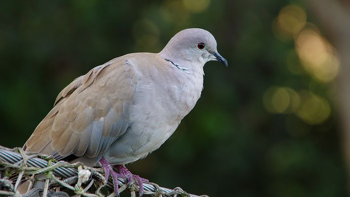 Wildtauben Fotos & Bilder auf fotocommunity