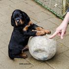 Muß ich mit dem Ball spielen?