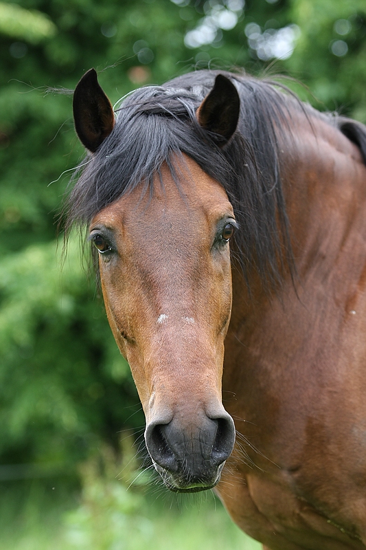 Muss ich schon wieder zum Reiten kommen