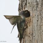 --- Muß immer sehr schnell gehen --- ( Sturnus vulgaris )