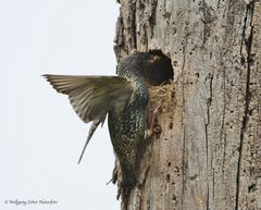 --- Muß immer sehr schnell gehen --- ( Sturnus vulgaris )