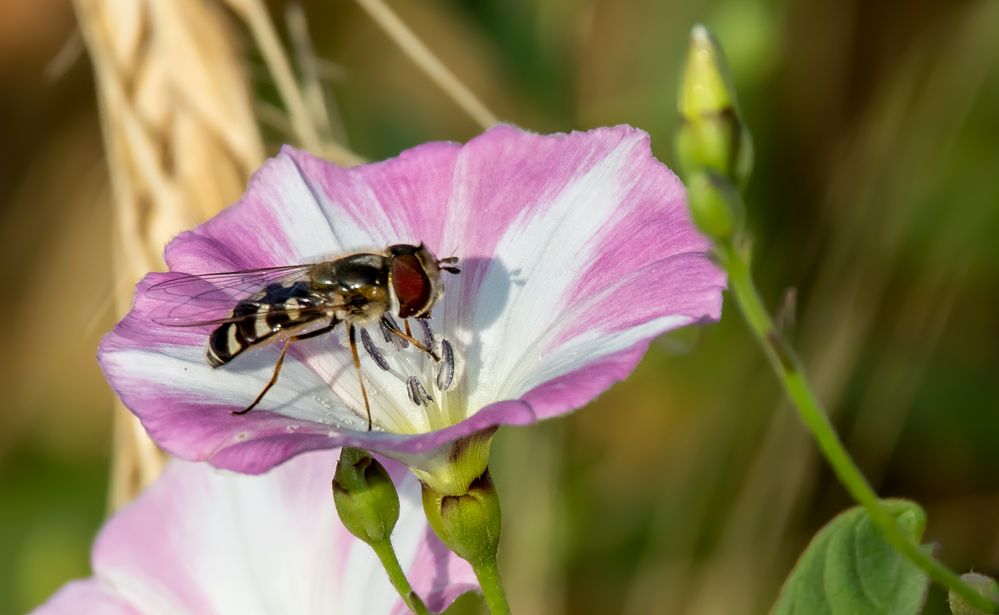 "Muss ja nicht ein Makro sein - oder"?