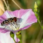 "Muss ja nicht ein Makro sein - oder"?