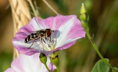 "Muss ja nicht ein Makro sein - oder"?