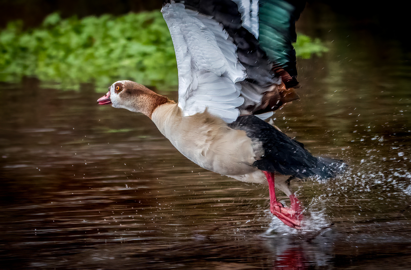 "MUSS ja nicht "Ganz" sein die Gans - oder"?