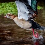 "MUSS ja nicht "Ganz" sein die Gans - oder"?