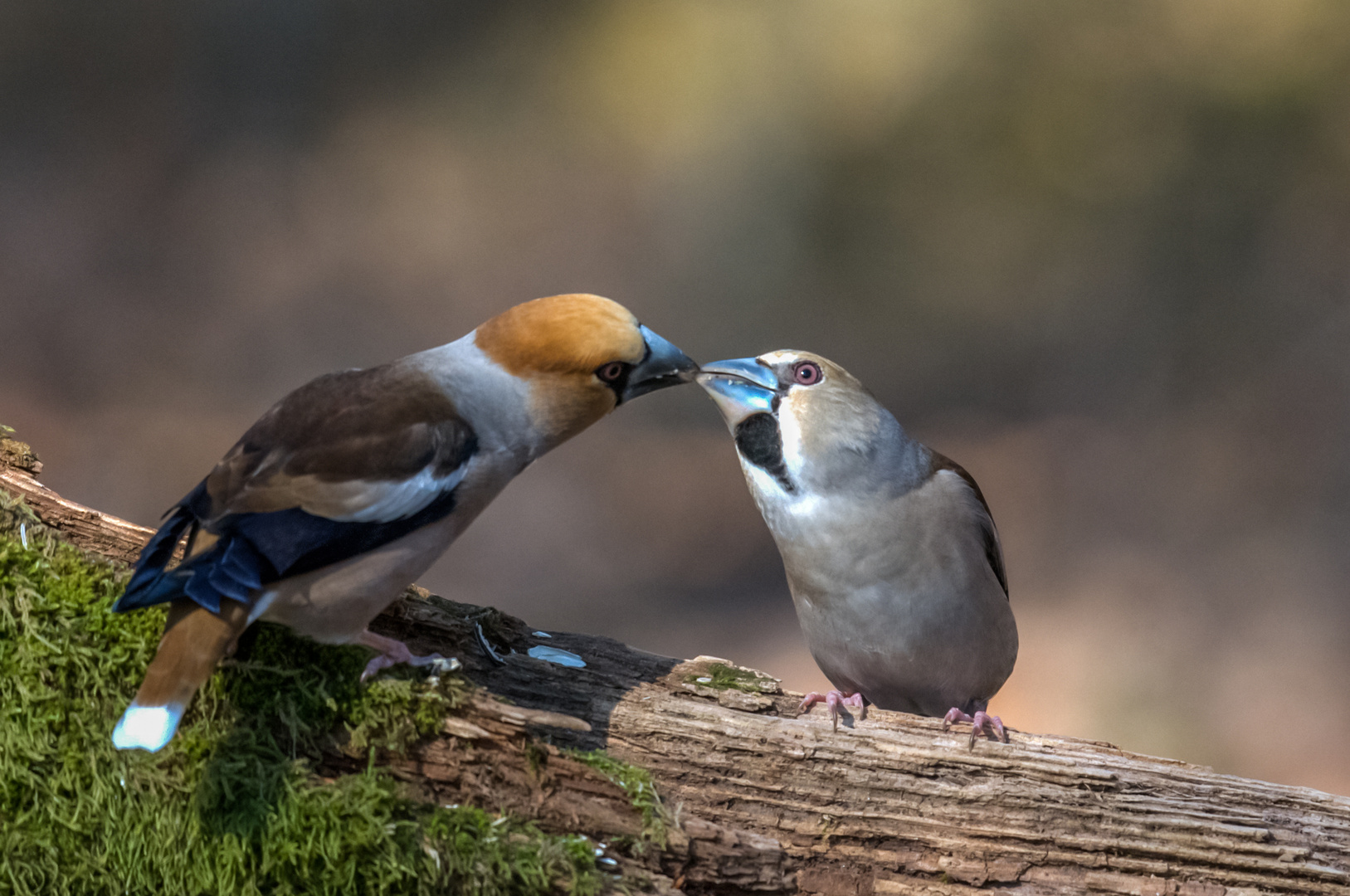 Muss Liebe schön sein......