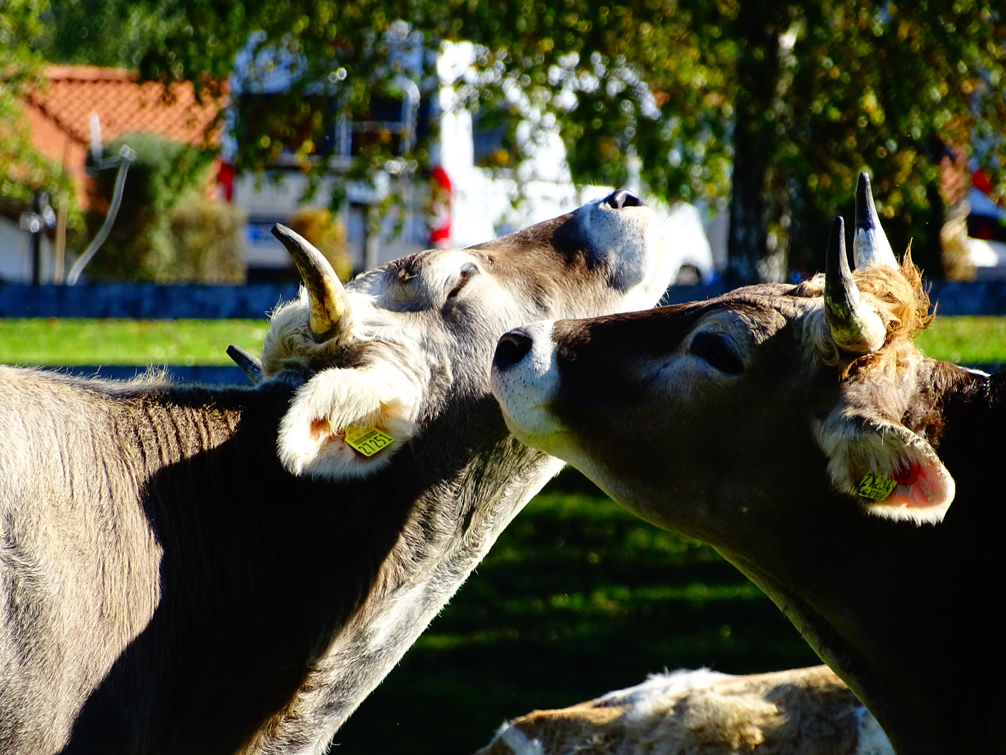 Muss Liebe schön sein!