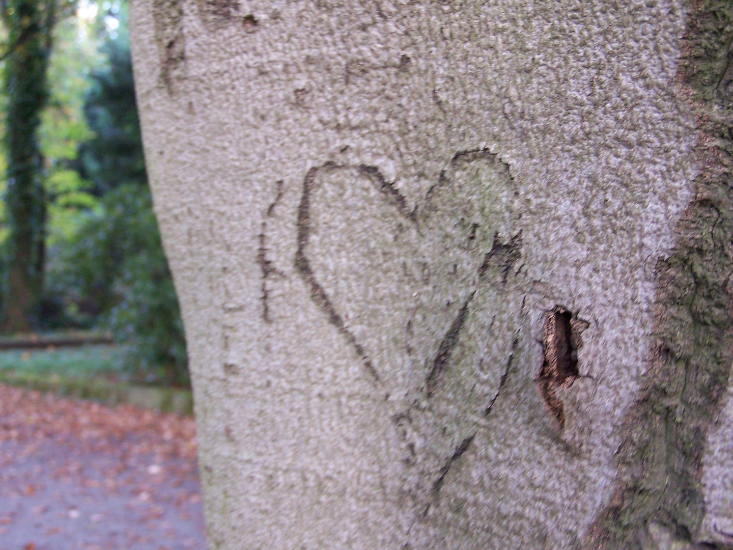 Muß Liebe schön sein