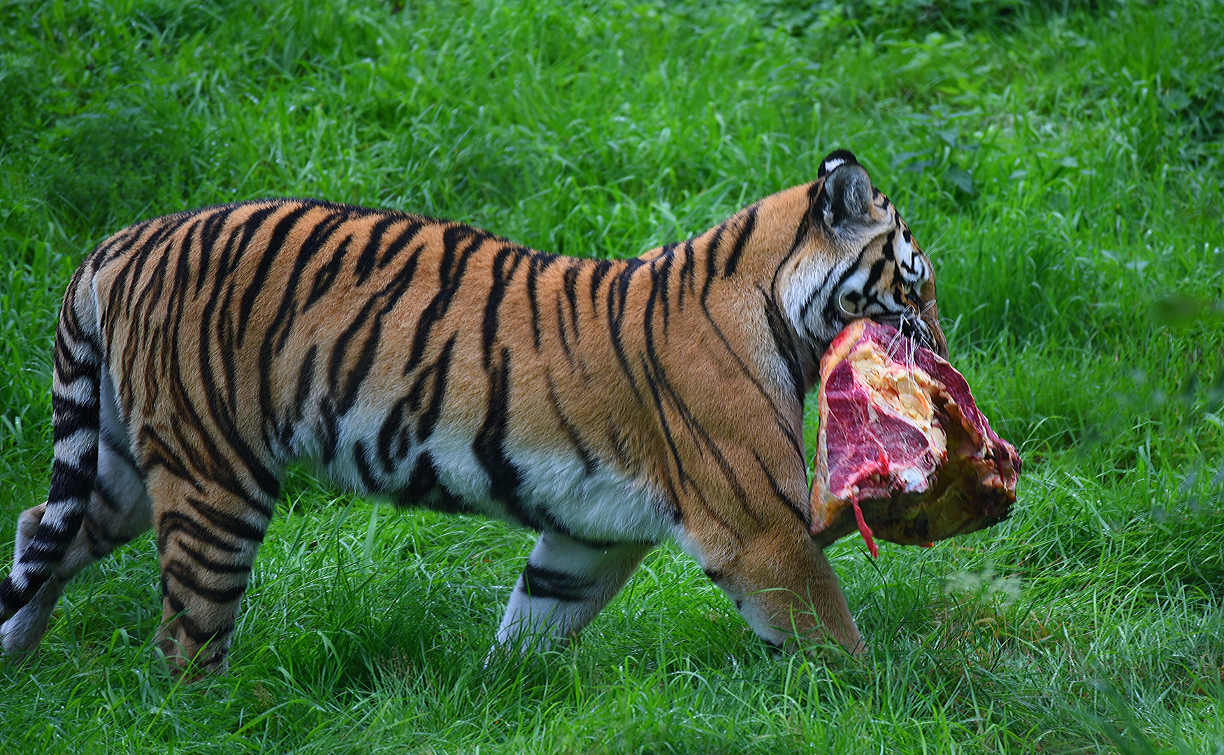 muss mir ein Häppchen sichern (Ussuri Tiger); Wildpark Lüneburger Heide