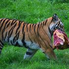 muss mir ein Häppchen sichern (Ussuri Tiger); Wildpark Lüneburger Heide