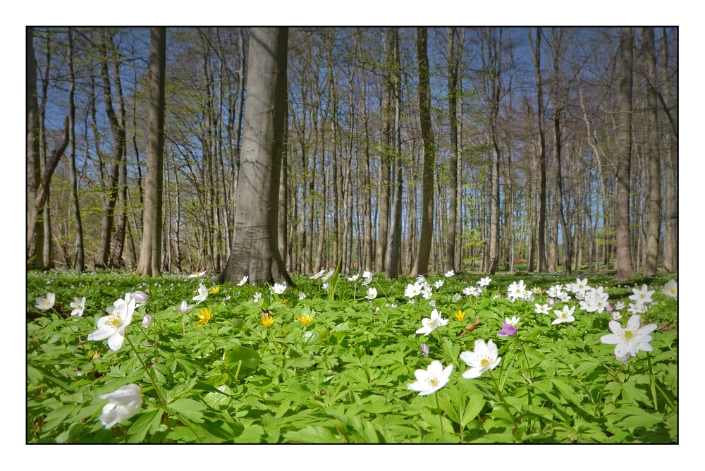 muss wohl Frühling.....