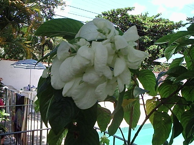 Mussaenda