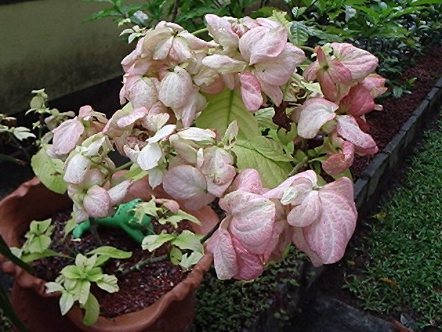 Mussaenda-rosa