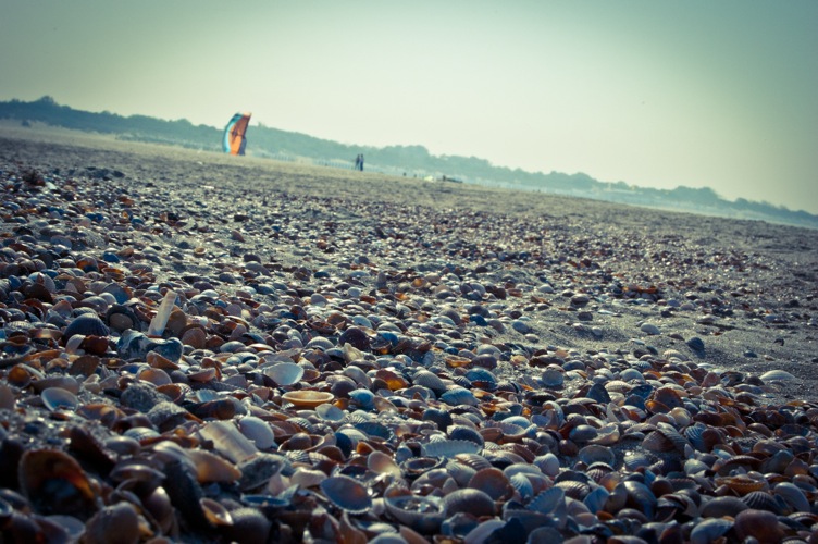 Mussel Beach