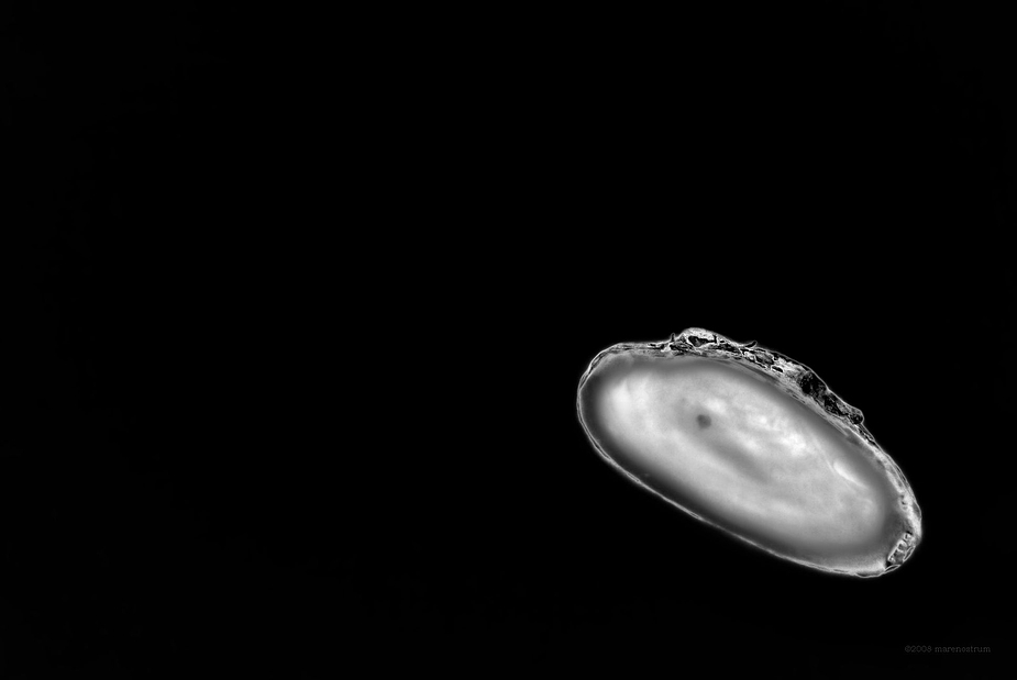 mussel II