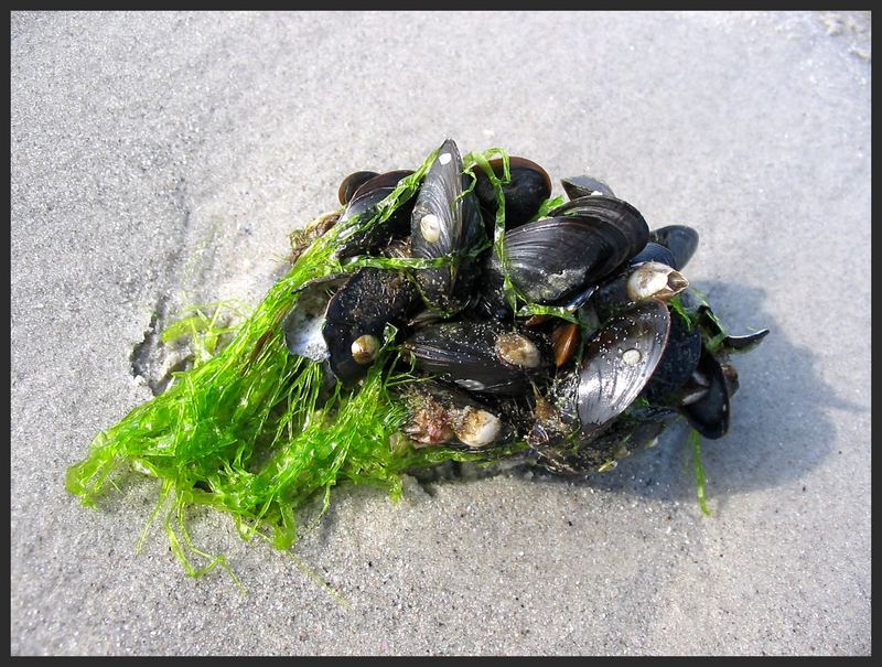 mussel salad