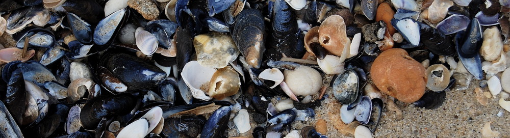 Mussel Shells And Orange Rock