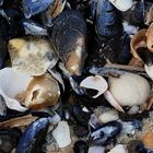 Mussel Shells And Orange Rock