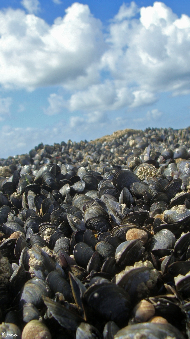 Mussel Valley