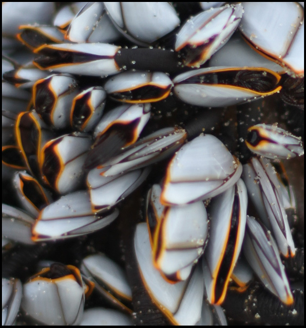 mussels