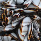 mussels