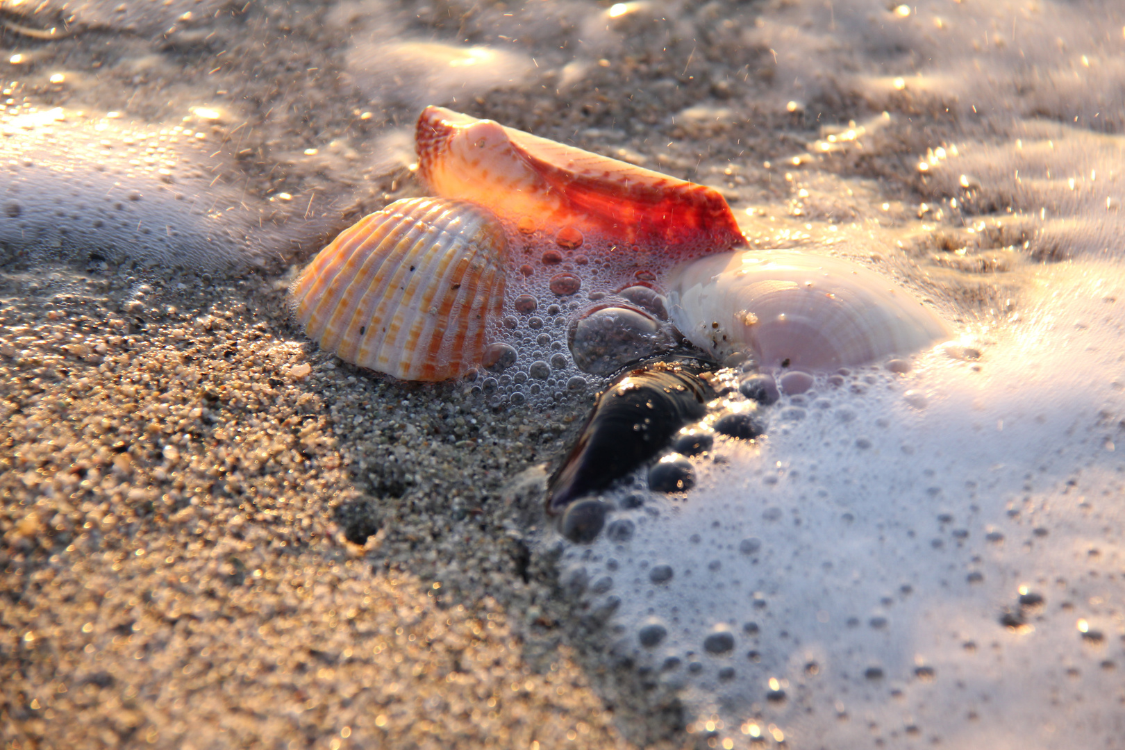 Mussels In The Morning Sun